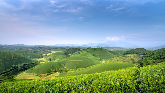 Landscape
