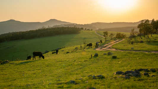 Landscape