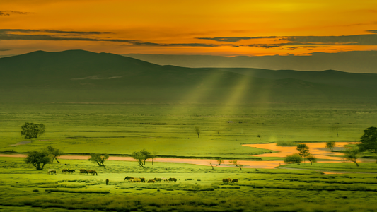 Landscape
