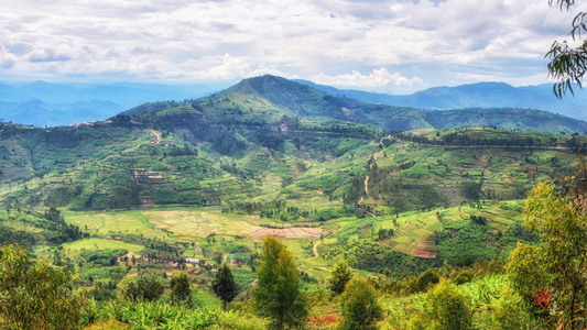 Landscape