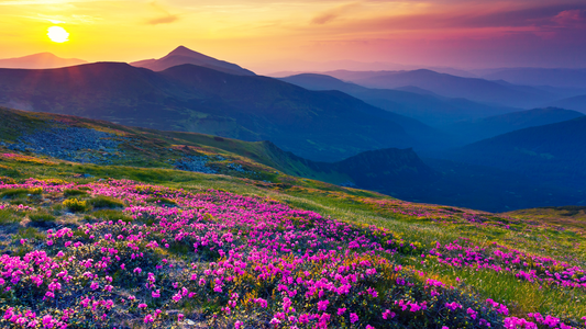 Landscape